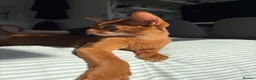 Abyssinian cats for sale: Pedigree Abyssinian boy for sale  - Advert 9