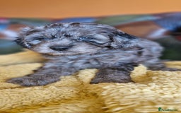 Cavapoo dogs for sale: Gorgeous f1b Cavapoo puppys.Health tested parents  - Image 13