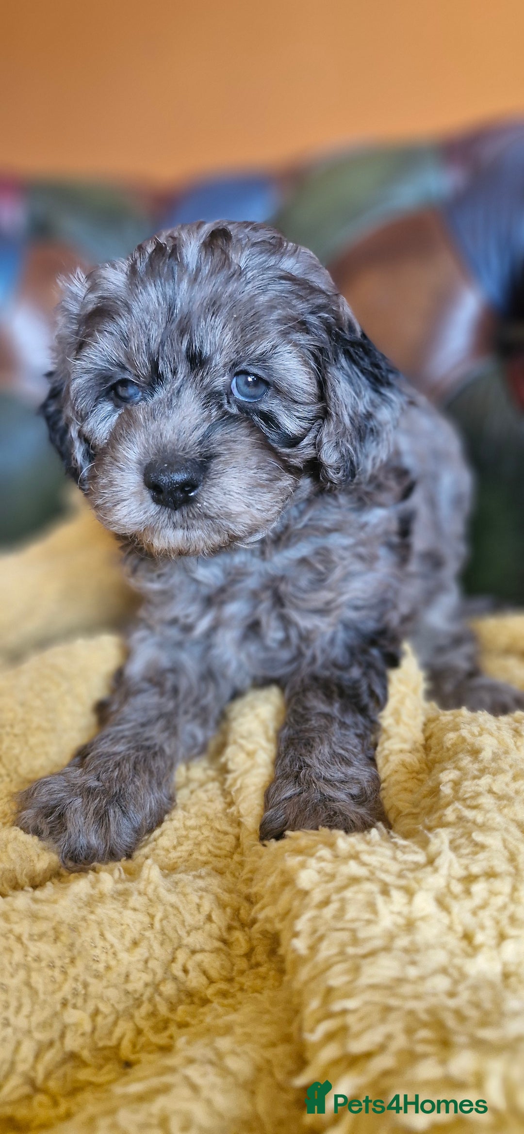 Cavapoo dogs for sale: Gorgeous f1b Cavapoo puppys.Health tested parents  - Image 13