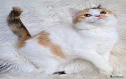 British Shorthair cats for sale: Amazing loving British shorthair kittens  - Image 8