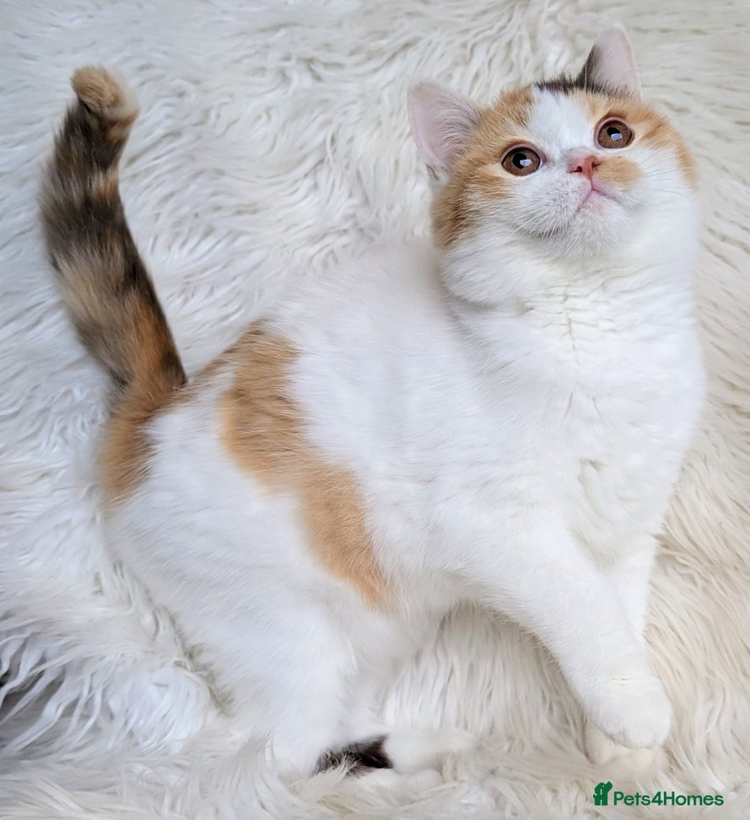 British Shorthair cats for sale: Amazing loving British shorthair kittens  - Image 8