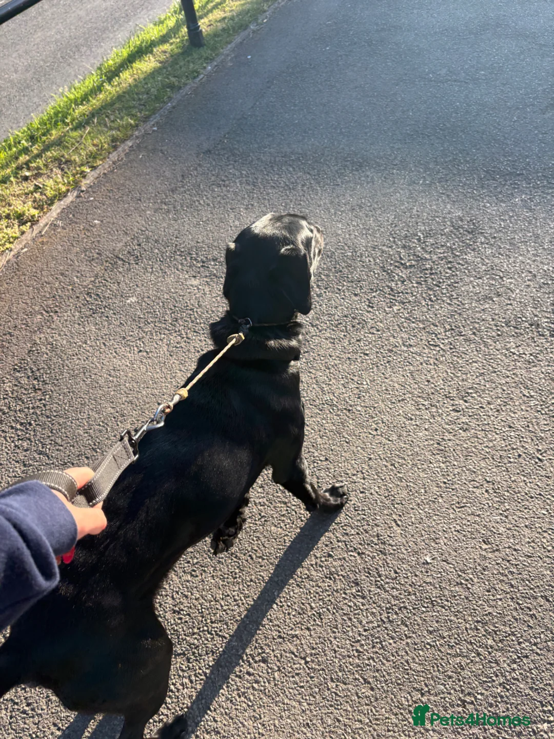 Labrador Retriever dogs for sale: 1 year old Labrador - Advert 15