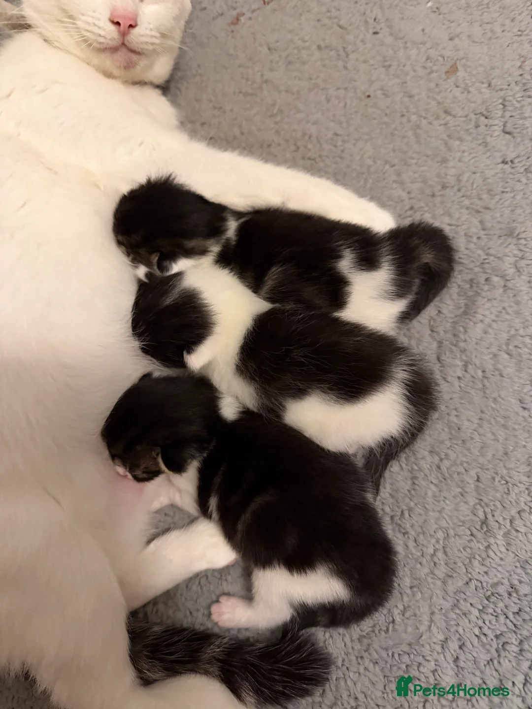 Mixed Breed cats for sale: Three lovely kittens  - Advert 2