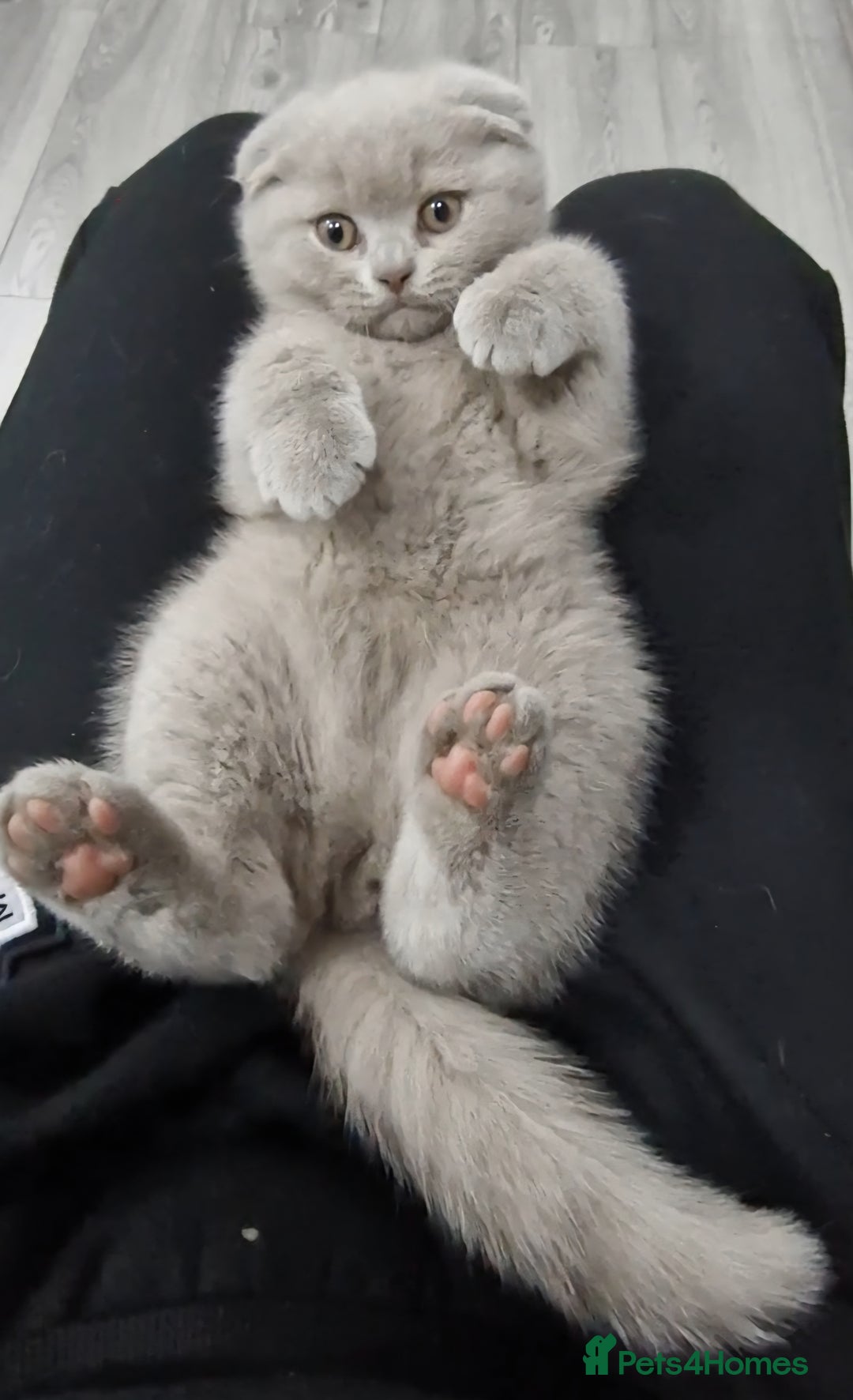 Scottish Fold cats for sale: *LAST ONE* Lilac Scottish Fold Kitten For Sale! - Advert 5