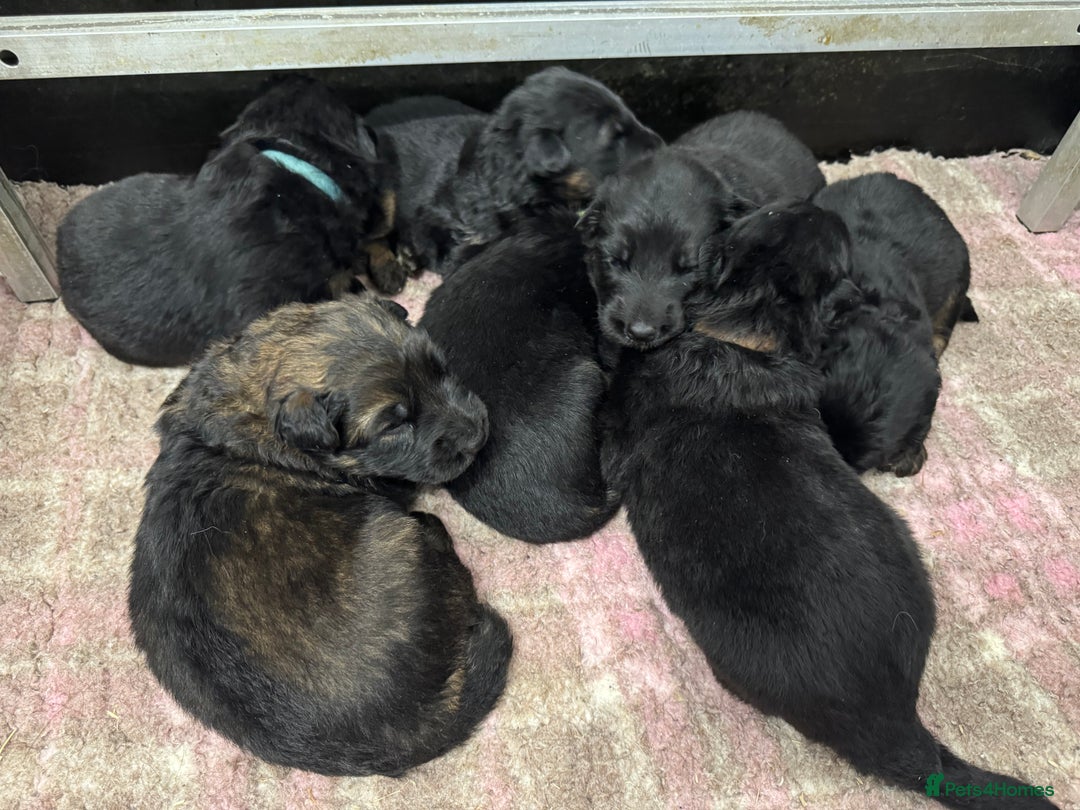 German Shepherd dogs for sale: GERMAN SHEPHERD LONG COATED PUPPIES - Image 24