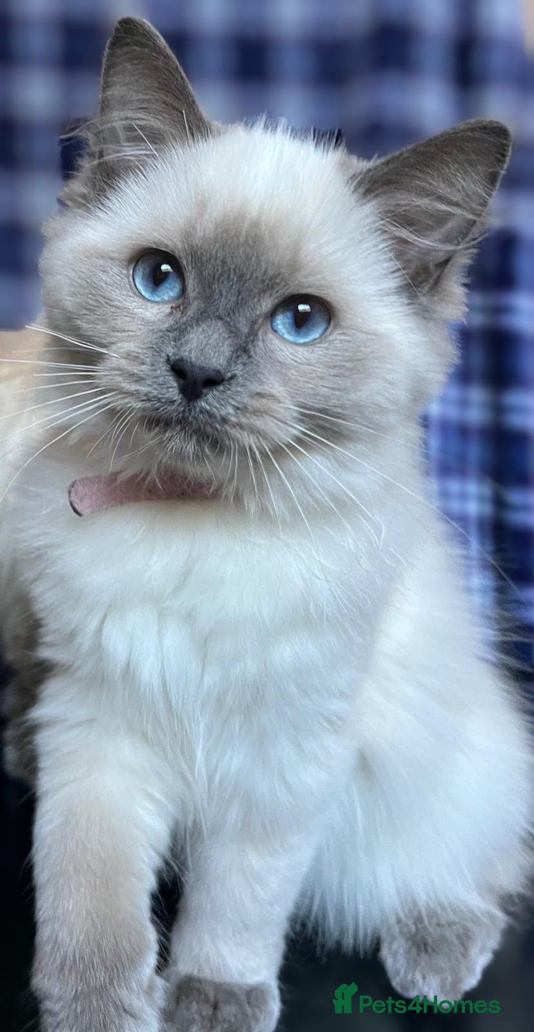 Ragdoll cats for sale: FIFe Registered Ragdoll Kittens Champion Line  - Image 17