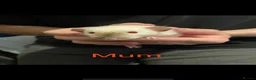 Rat rodents for sale: Dumbo Siamese Baby Rats Looking for Loving Homes  - Advert 16