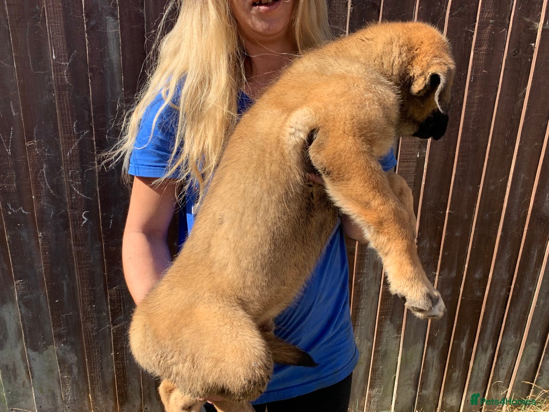 Mixed Breed dogs for sale: Cane corso X Alaskan malamute surprise litter  - Image 18