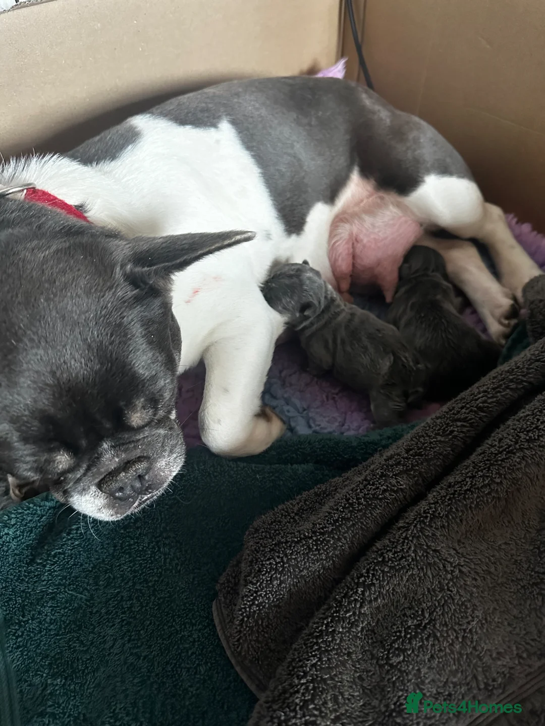 French Bulldog dogs for sale: Adorable little boy - Advert 2