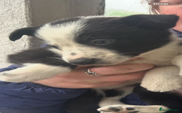 Border Collie dogs for sale: 4 Beautiful Border Collie puppies - Image 6