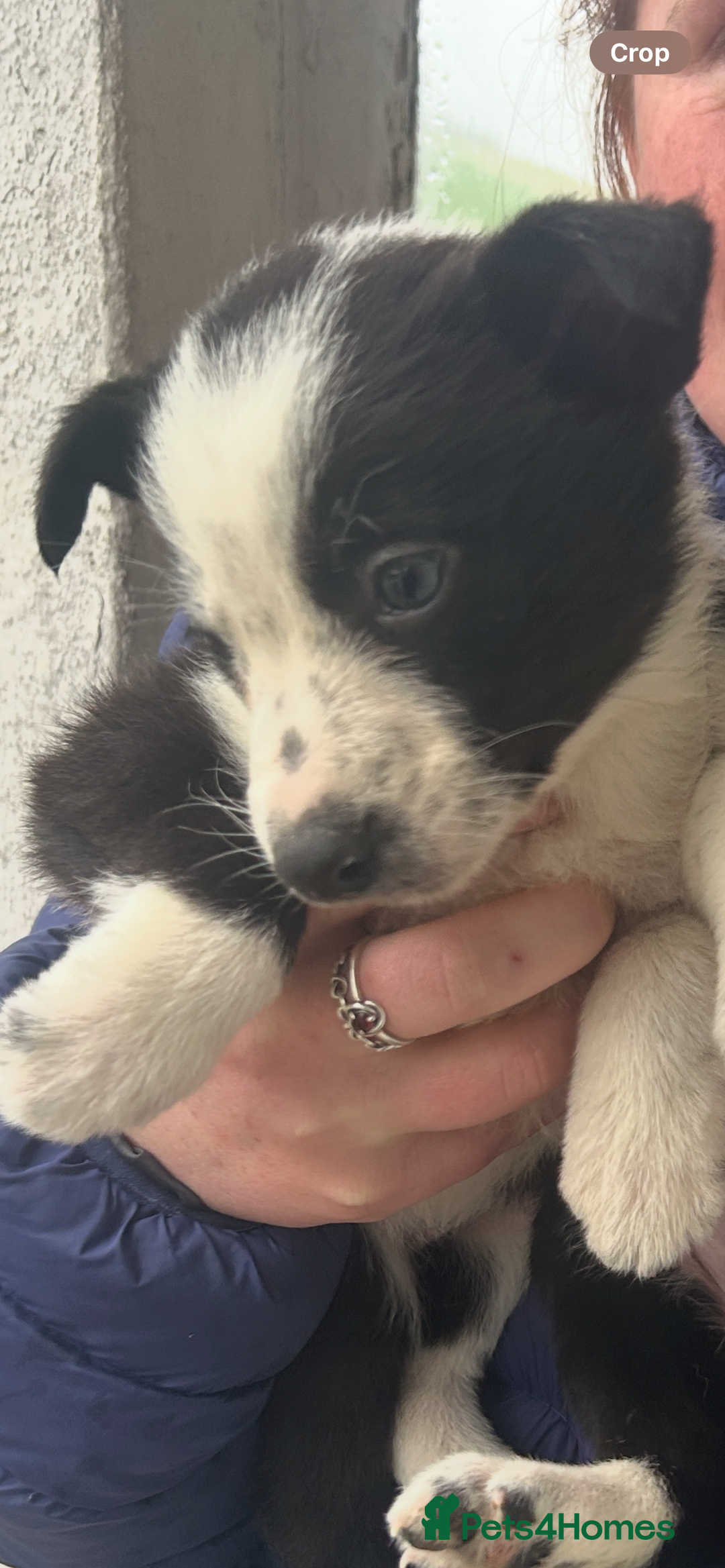 Border Collie dogs for sale: 4 Beautiful Border Collie puppies - Image 6