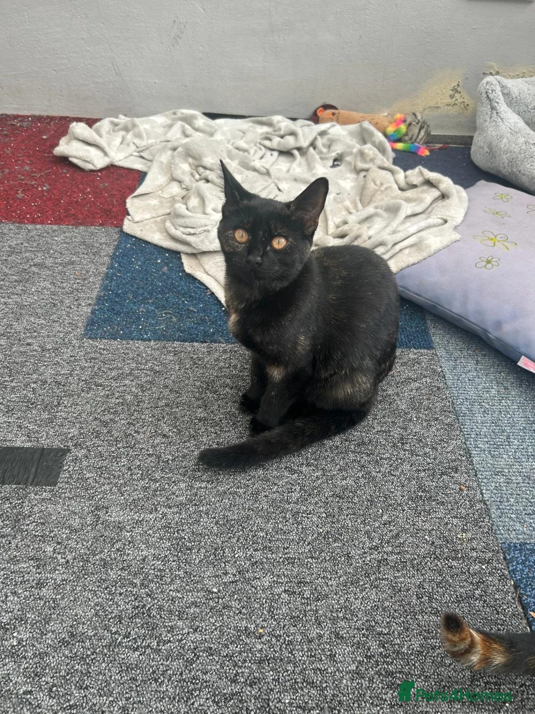Mixed Breed cats for sale: Due to timewaster these 2 lovelies are available - Advert 2