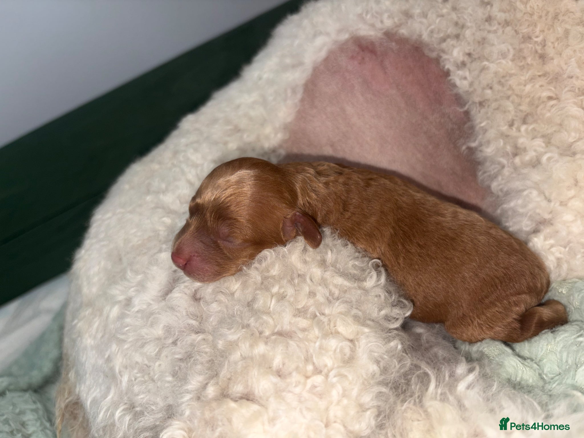 Miniature Poodle dogs for sale: Red Miniature poodle puppy’s 🐩🤍🐾 in Diss - Advert 6