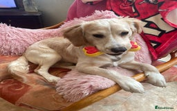 Mixed Breed dogs for sale: 7month boy golden retriever spaniel sam - Image 5