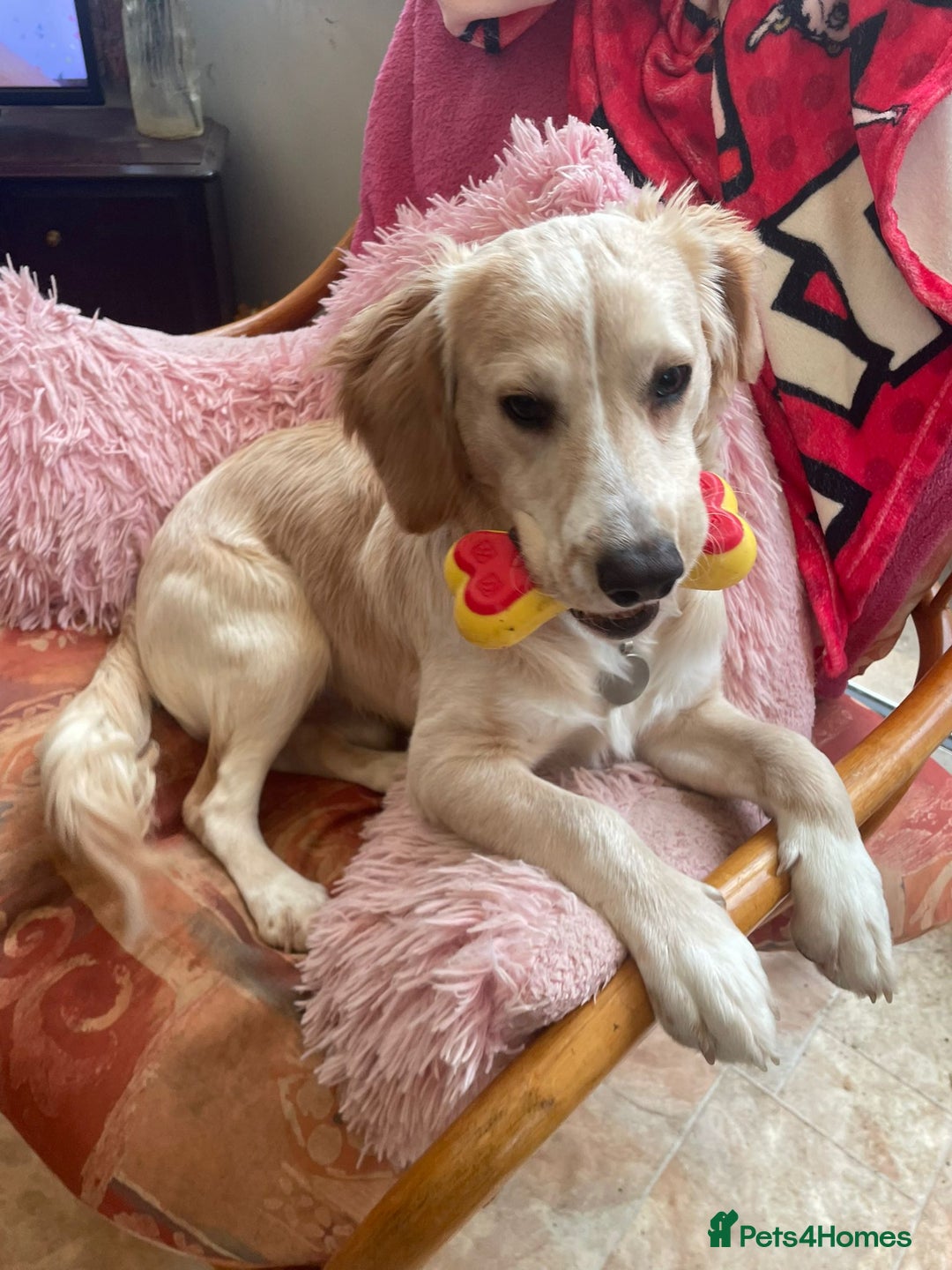Mixed Breed dogs for sale: 7month boy golden retriever spaniel sam - Image 5