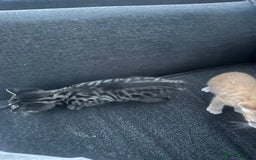 Manx cats for sale: Beautiful Banx Kittens  - Image 15