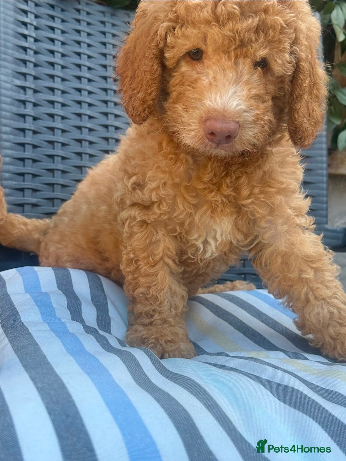 Australian Labradoodle dogs *2 boys ready now 🏡* Australian labradoddles - Advert 2