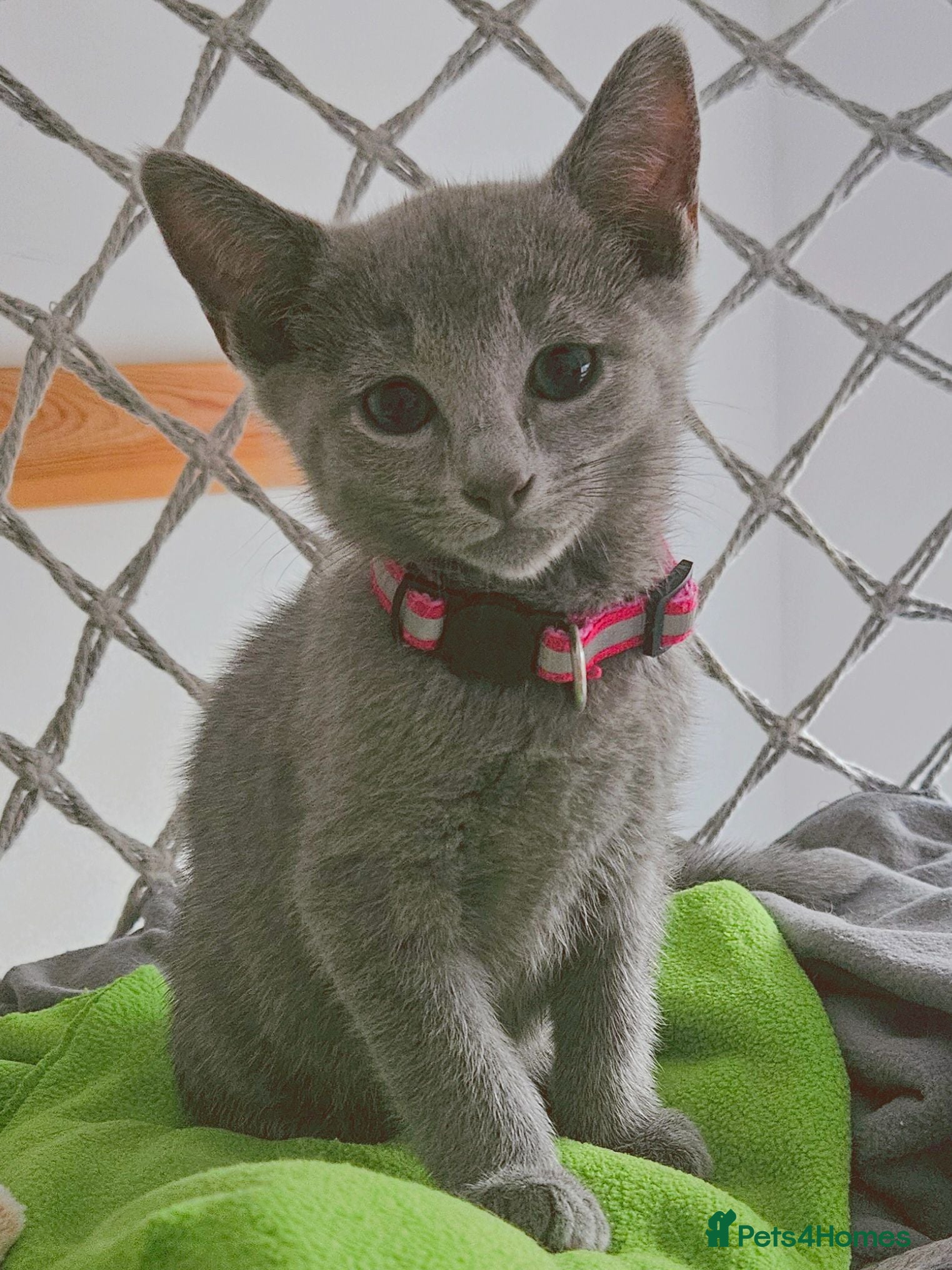 Russian Blue cats Russian Blue Kittens • TICA Lines - Advert 3