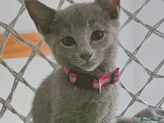 Russian Blue cats Russian Blue Kittens • TICA Lines - Advert 2