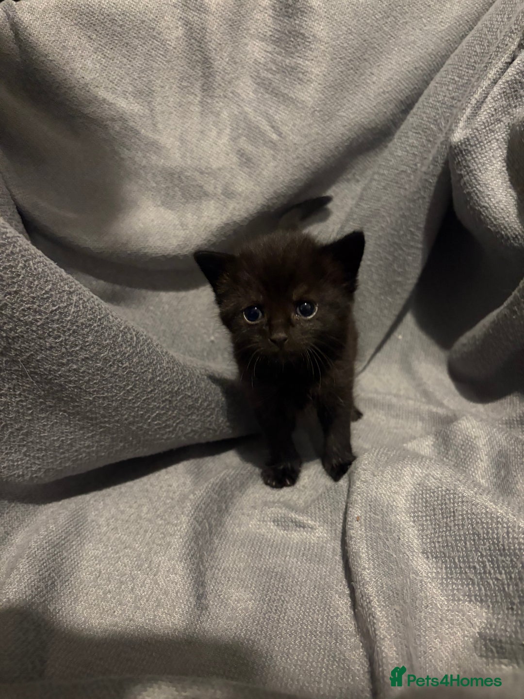 Domestic Shorthair cats for sale: 5 Beautiful Kittens 🖤 - Image 4