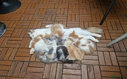 Mixed Breed cats for sale: Mix Mainecoon kittens - Image 7