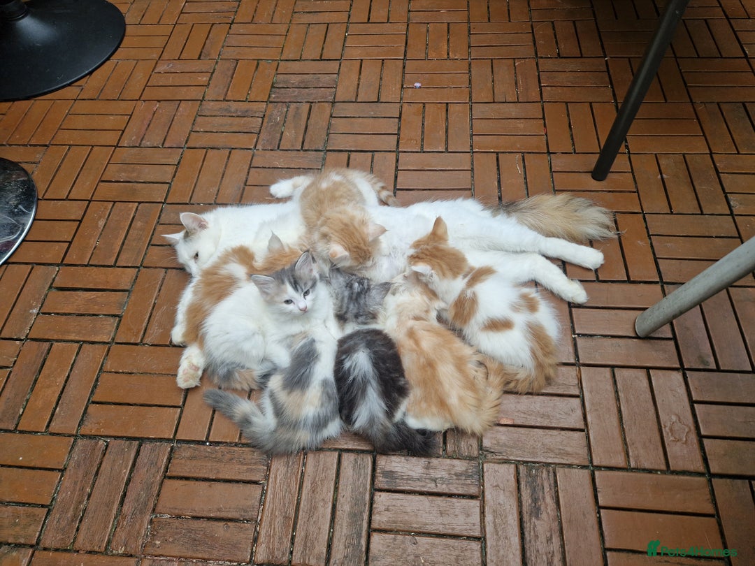 Mixed Breed cats for sale: Mix Mainecoon kittens - Image 7