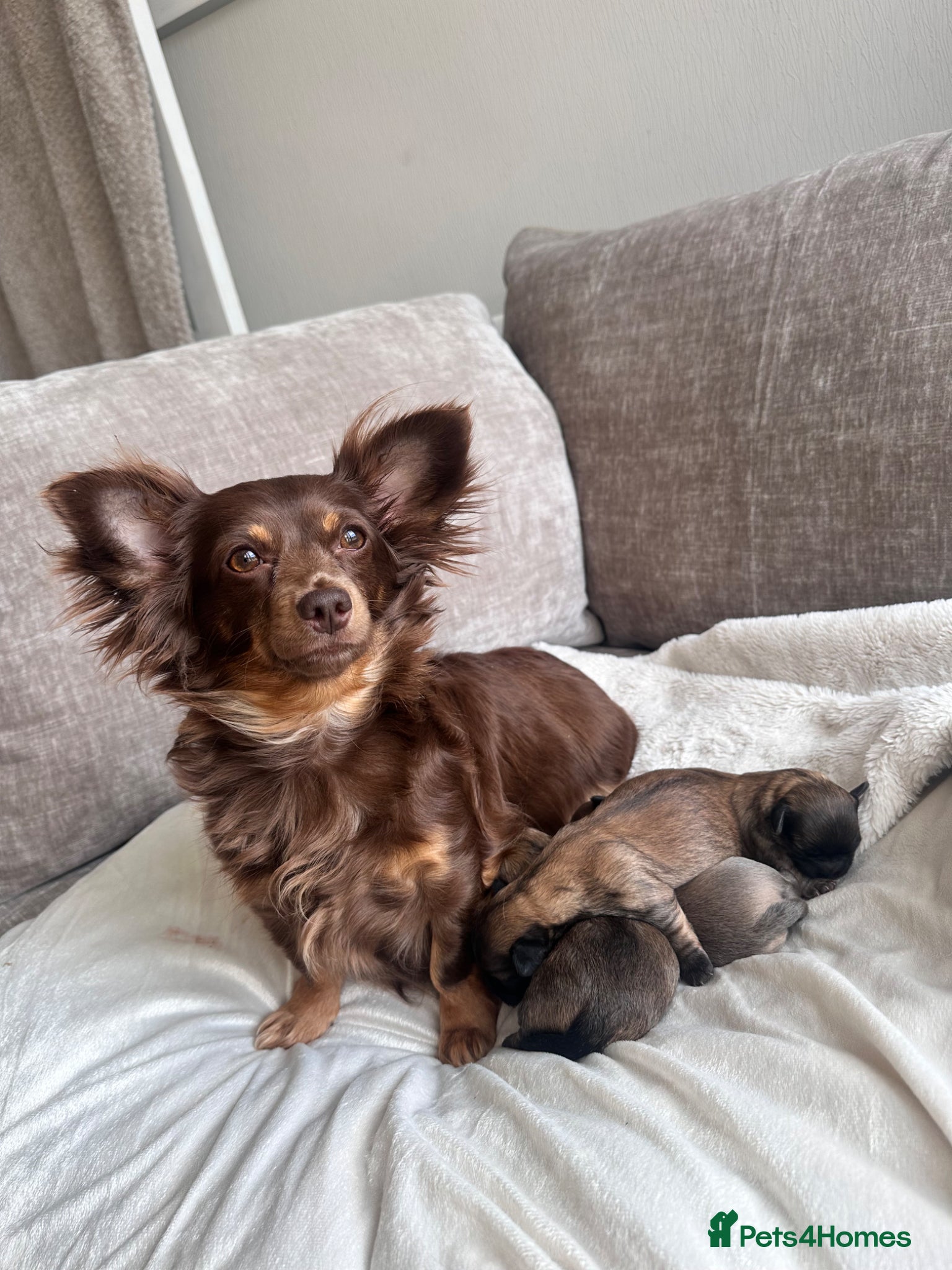 Mixed Breed dogs Stunning Chihuahua X puppies.  - Advert 1