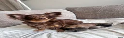 Mixed Breed dogs for sale: Stunning Chihuahua X puppies.  - Advert 1