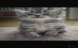 Maine Coon cats for sale: Full breed Mainecoon kittens ready 29th September  - Image 2