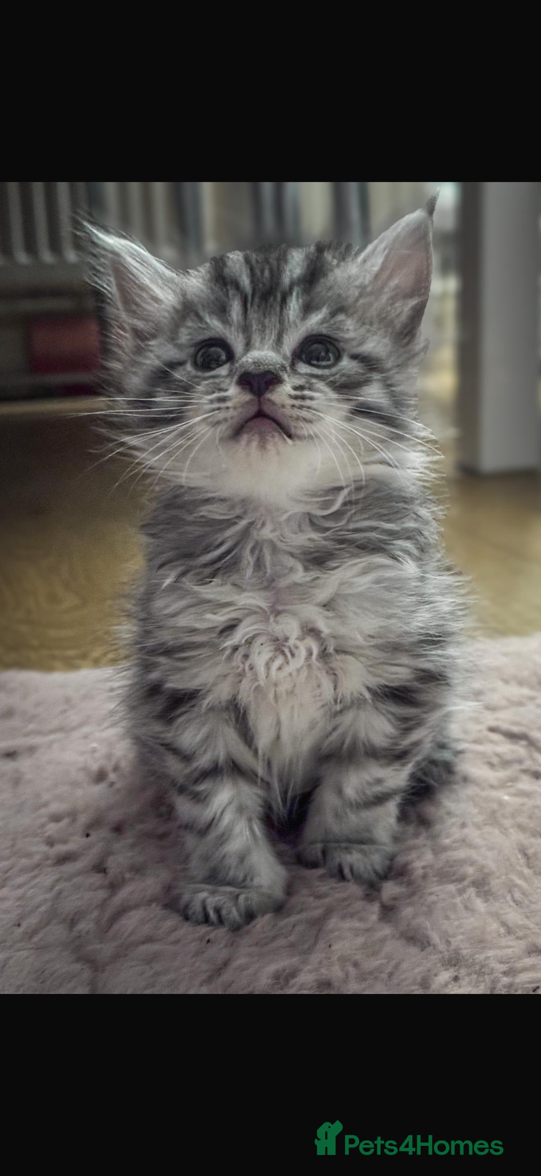 Maine Coon cats for sale: Full breed Mainecoon kittens ready 29th September  - Image 2
