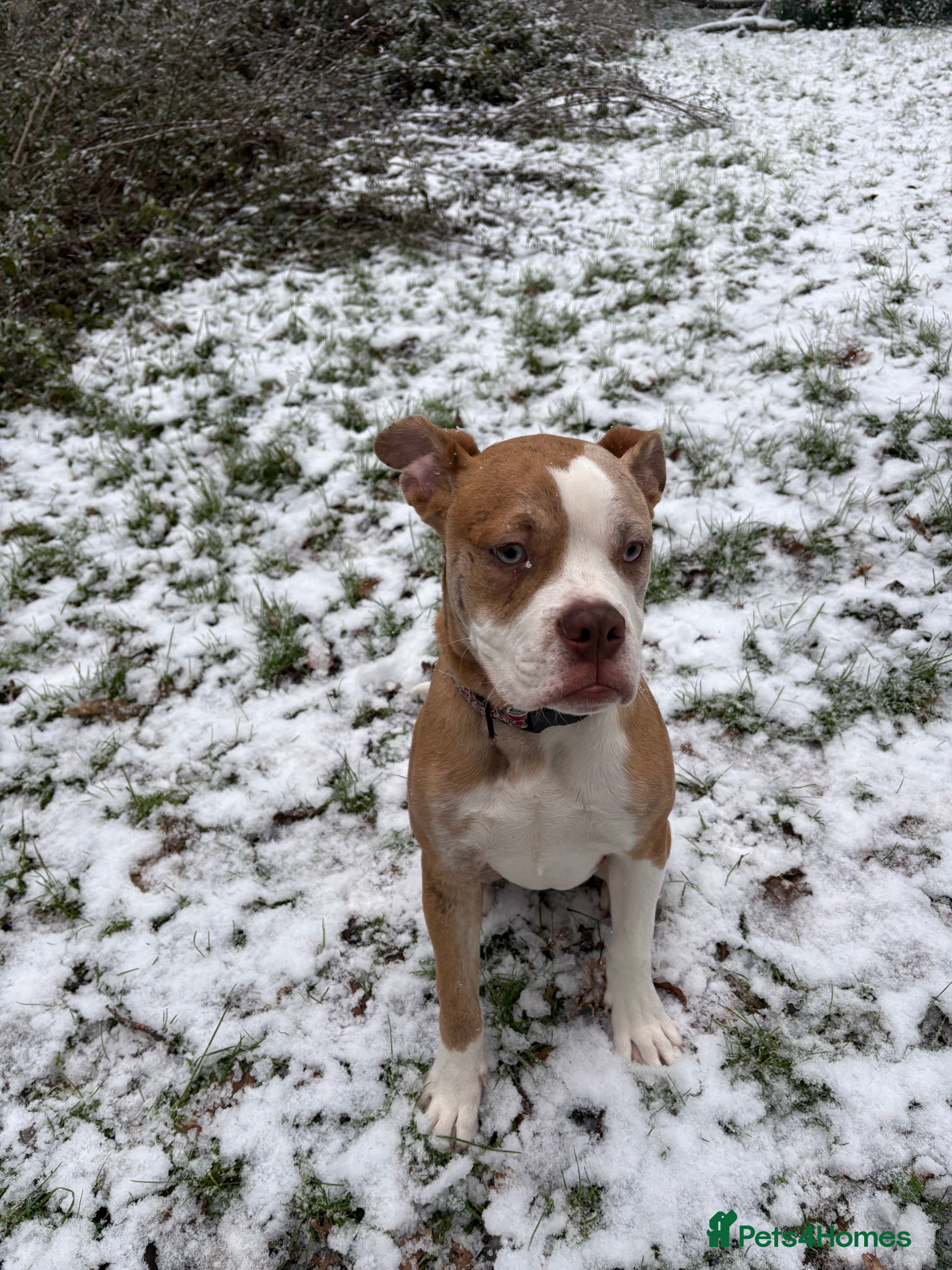 Alapaha Blue Blood Bulldog dogs thor  - Advert 3