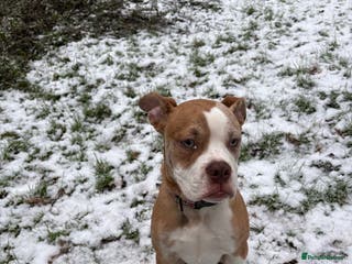 Alapaha Blue Blood Bulldog dogs thor - Advert 3