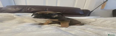 Mixed Breed Puppy 3