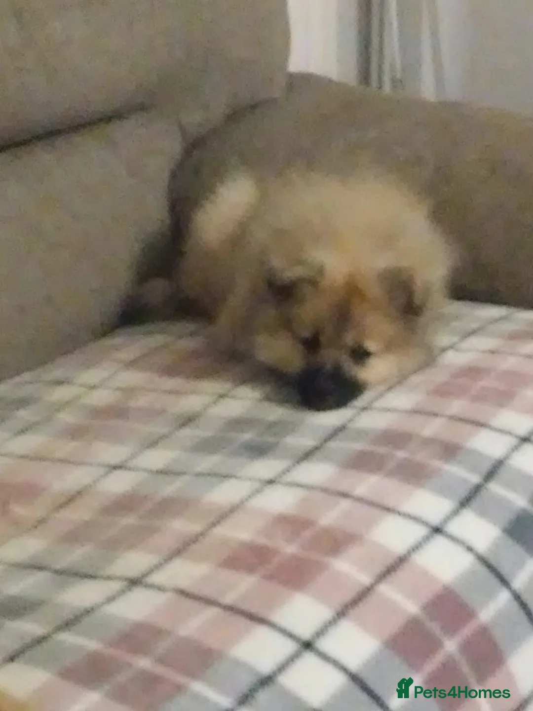 Pomeranian dogs for sale: Two male Pomeranian puppies for sale - Advert 13