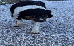 Border Collie dogs for sale: One Cheeky Boy  - Advert 6