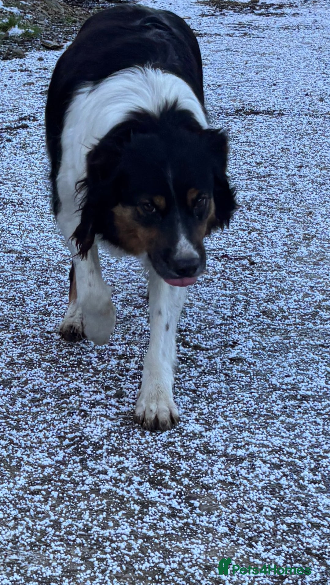 Border Collie dogs for sale: One Cheeky Boy  - Advert 6
