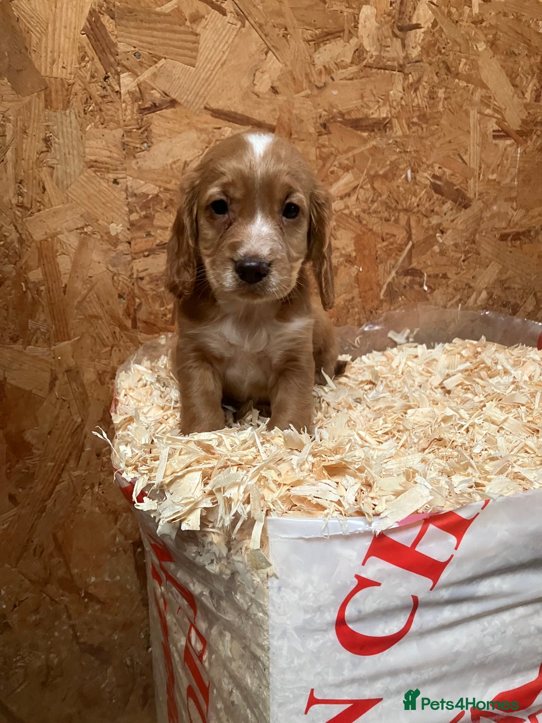 Cocker Spaniel dogs for sale: Working cocker spaniels  - Advert 3