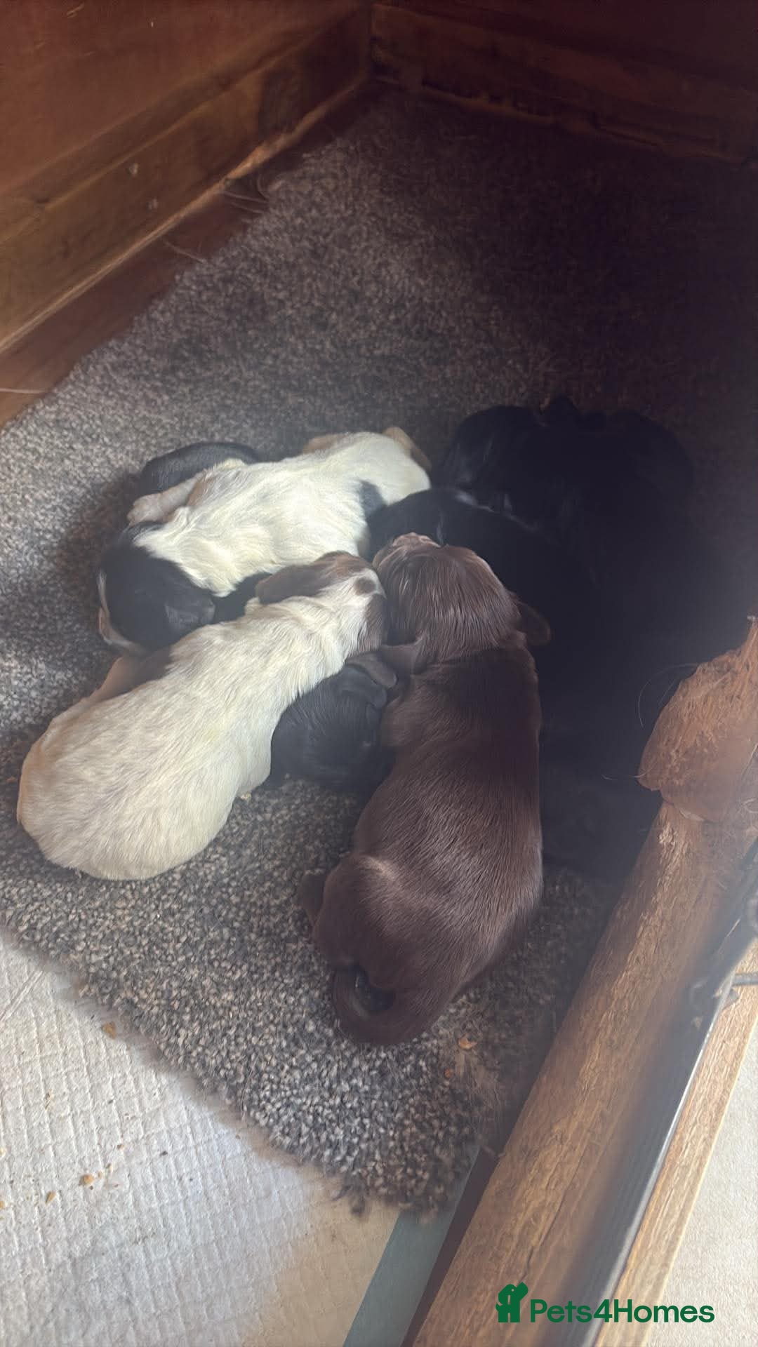 Cocker Spaniel dogs Lovely litter of cocker spaniels  - Advert 2