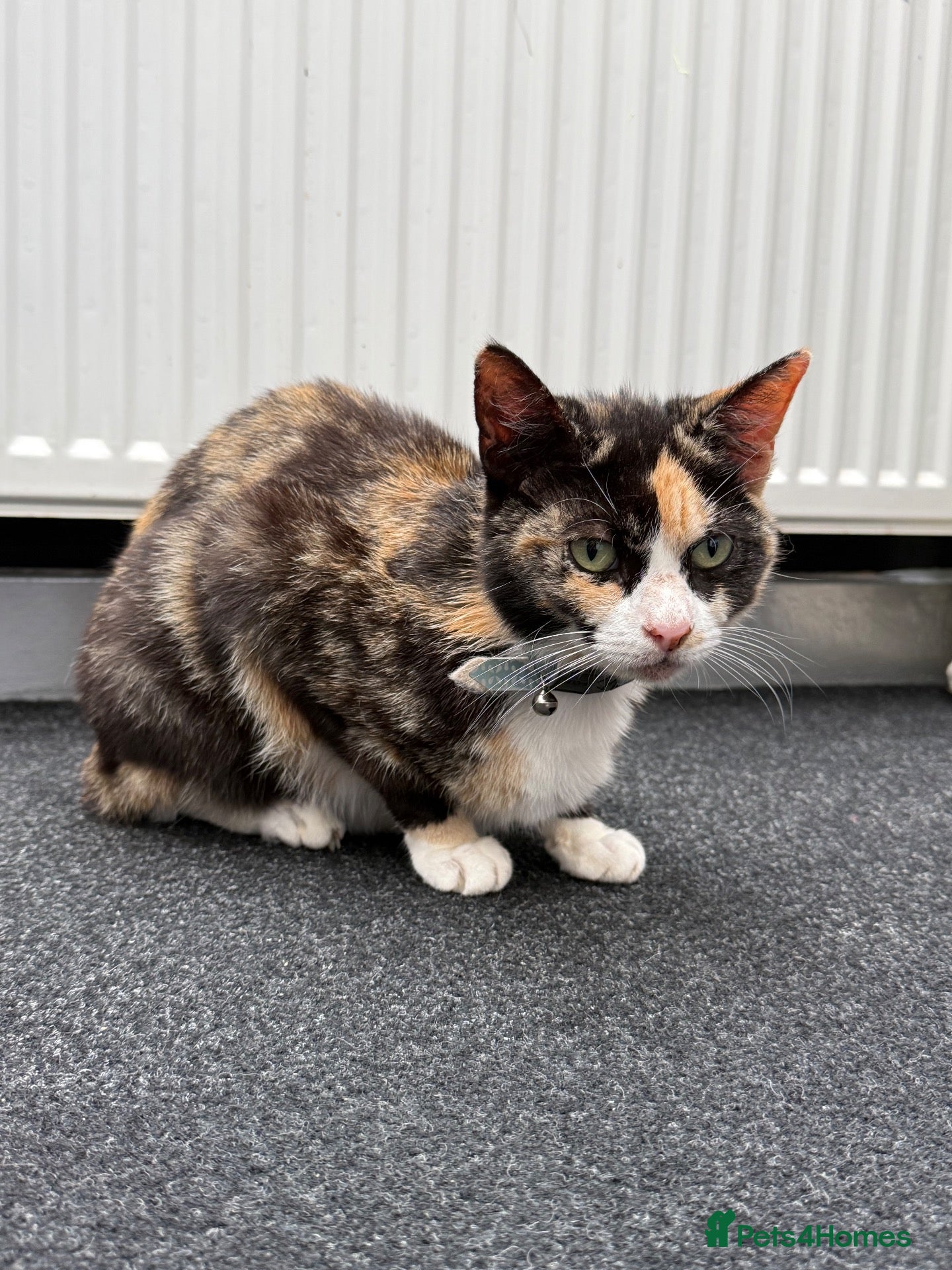 Mixed Breed cats Willow  - Advert 1