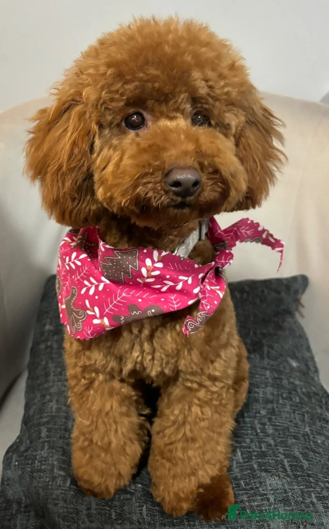 Miniature Poodle dogs for sale: Miniature poodle puppies.  - Advert 1