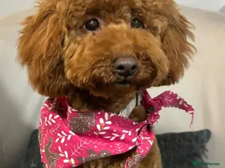 Miniature Poodle dogs Ready to leave now 🐾 Miniature poodle puppies. - Advert 16