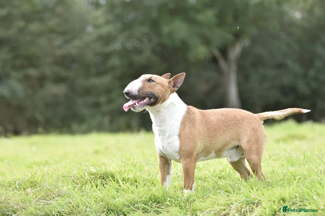 English Bull Terrier dogs for sale: Beautiful miniature English bull terrier puppies - Advert 2