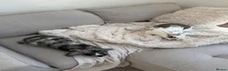Mixed Breed rabbits for sale: Flopsy and Mopsy in Burton-on-Trent - Advert 1