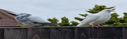 Pigeons birds for sale: White tumbler pigeons  - Advert 9