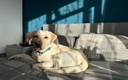 Labrador Retriever dogs for stud: Labrador Retriever for Stud - Marley in Gravesend - Image 5