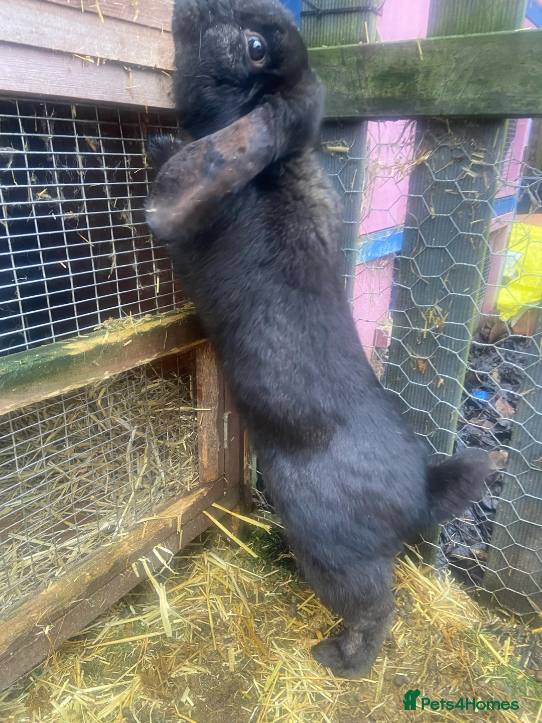 French Lop rabbits for sale: Male French Lop  - Advert 6