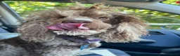 Toy Poodle dogs for stud: Brown Merle Poodle health tested - Advert 35
