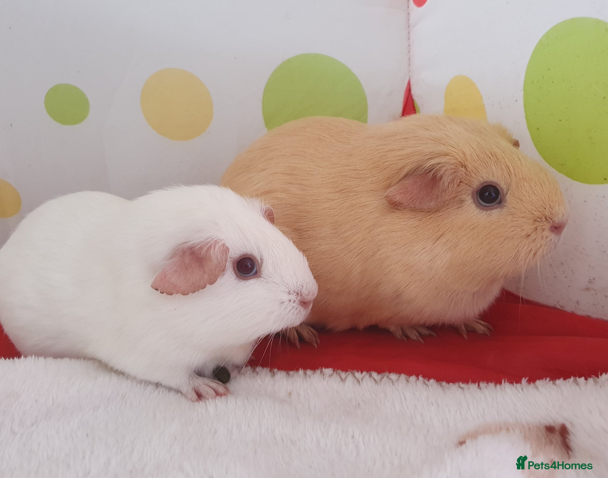 Guinea Pig rodents Beautiful guinea pigs  - Advert 1