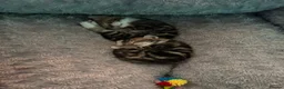 Mixed Breed cats for sale: 3 tabby males for sale - Advert 10