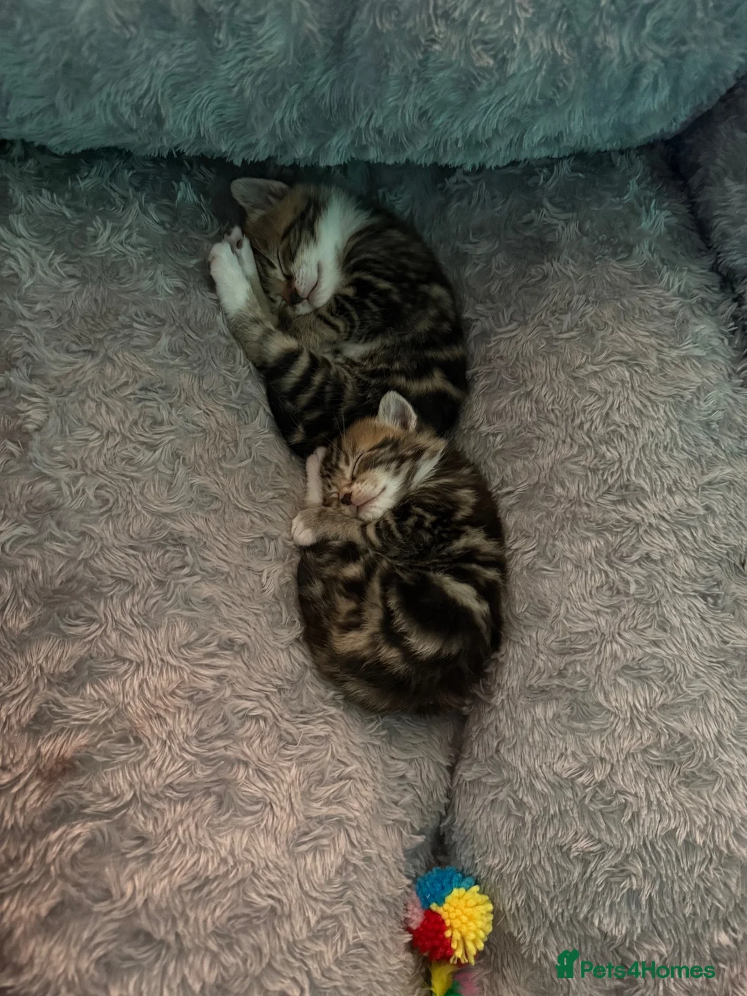 Mixed Breed cats for sale: 3 tabby males for sale - Advert 10